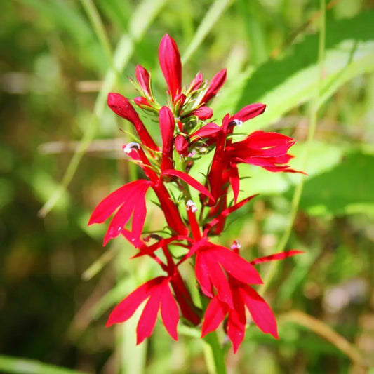 Cardinal Flower 1 GALLON Perennial
