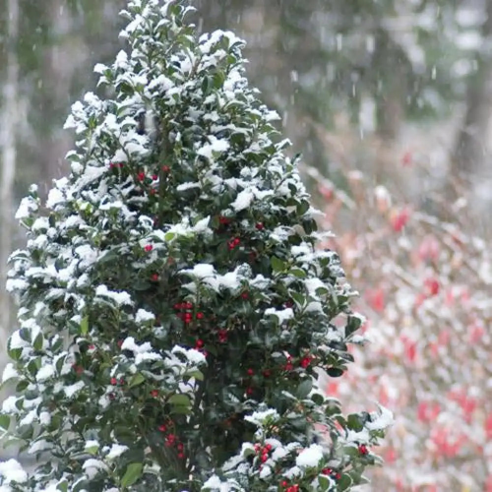 Castle Spire® Blue Holly Shrub