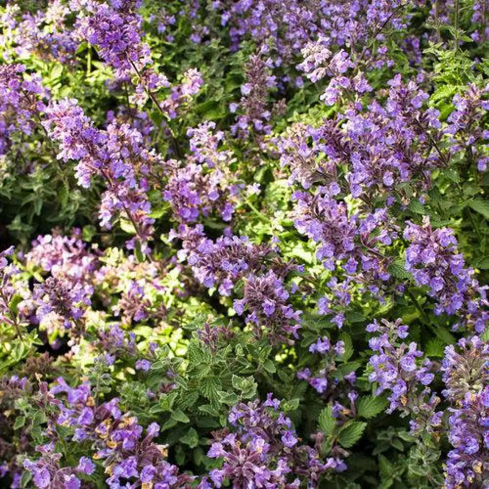 Cat’s Meow Catmint 1 GALLON Perennial