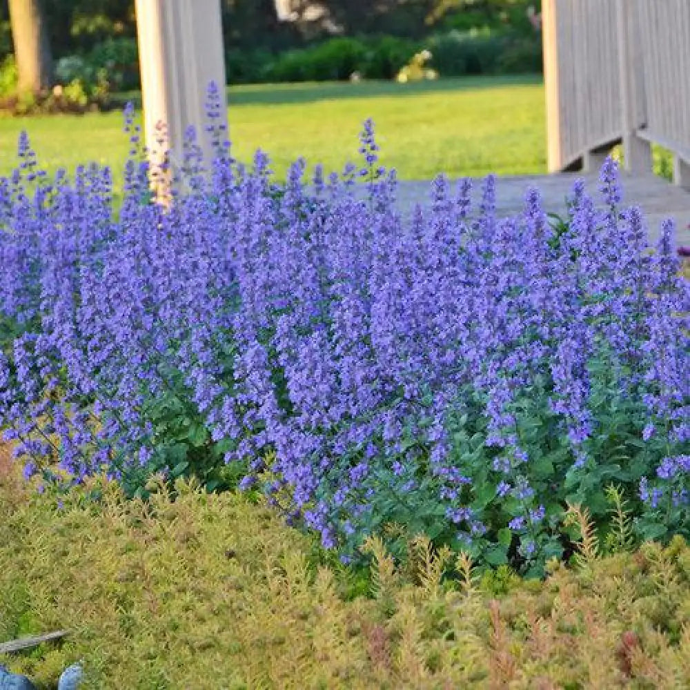 Cat’s Meow Catmint 1 GALLON Perennial