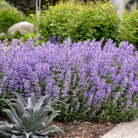 Cat’s Meow Catmint 1 GALLON Perennial