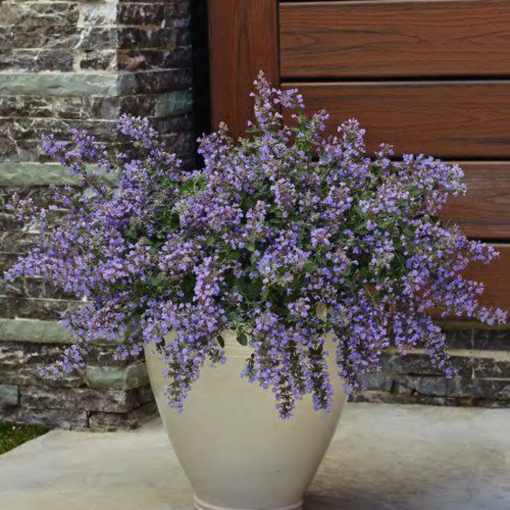 Cat’s Meow Catmint 1 GALLON Perennial