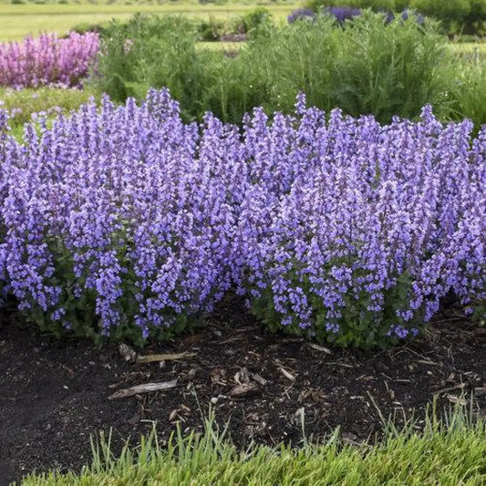 Cat’s Pajamas Catmint 1 GALLON Perennial