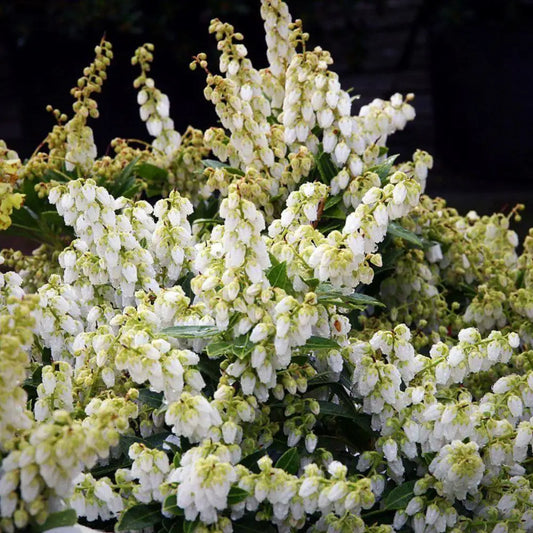 Cavatine Pieris Shrub
