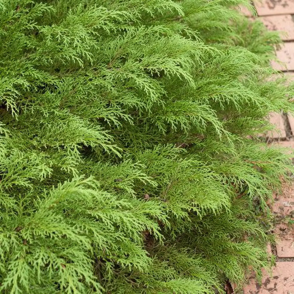 Celtic Pride® Siberian Cypress Shrub