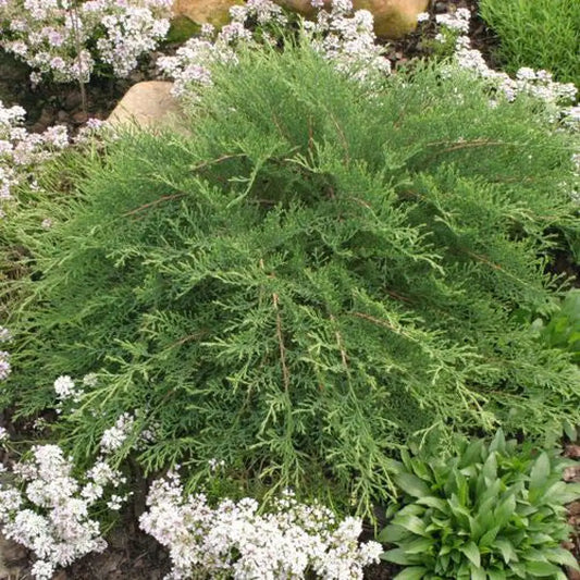 Celtic Pride® Siberian Cypress Shrub
