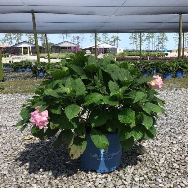 Endless Summer® Blushing Bride® Hydrangea