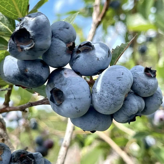 Chandler Blueberry Shrub