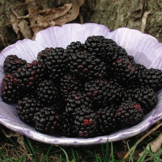 Chester Thornless Blackberry Shrub
