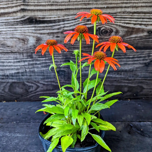 Cheyenne Spirit Echinacea Coneflower Perennial