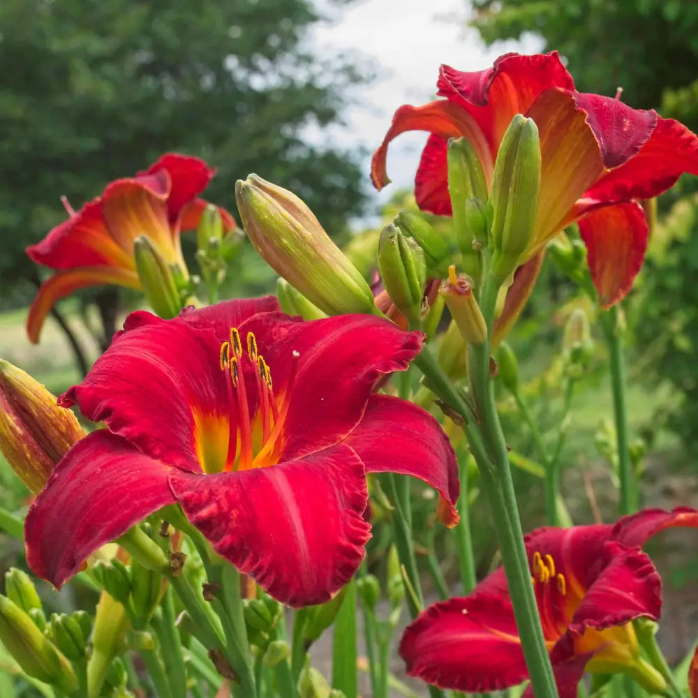 Chicago Apache Daylily 1 GALLON Perennial