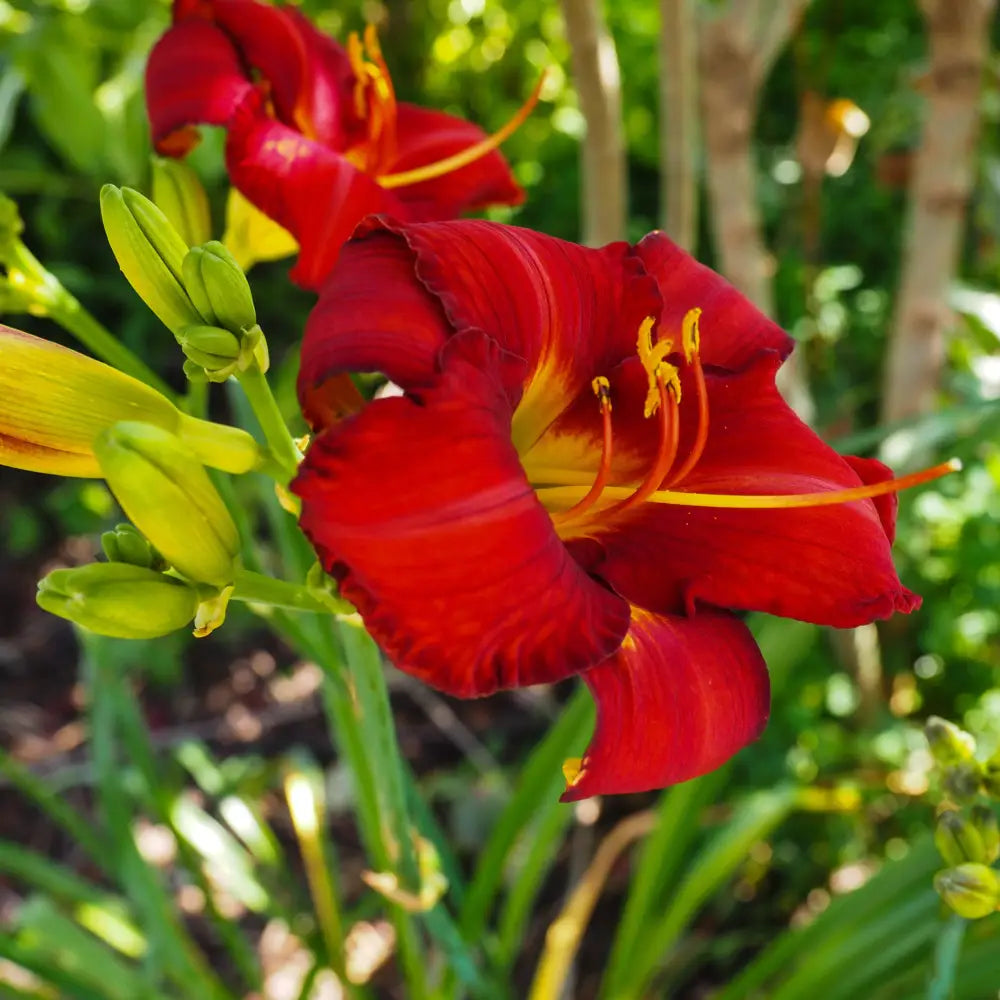 Chicago Apache Daylily 1 GALLON Perennial