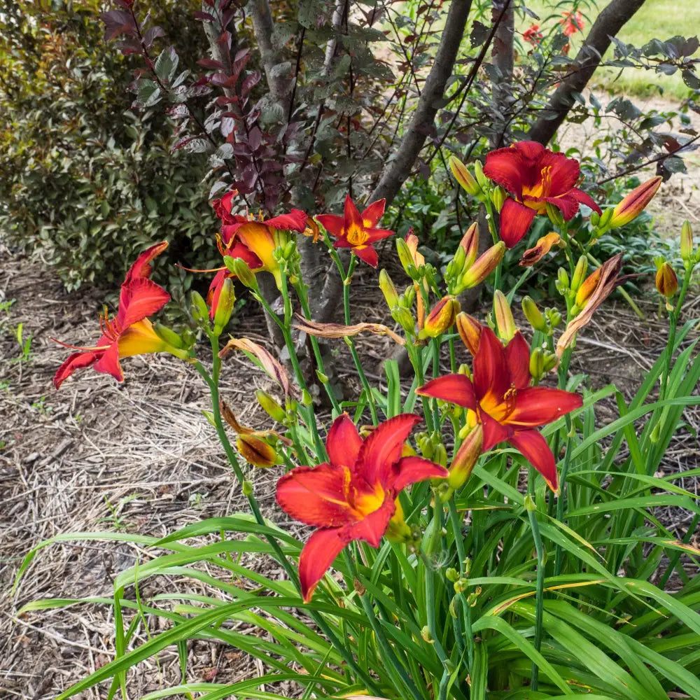 Chicago Apache Daylily 1 GALLON Perennial