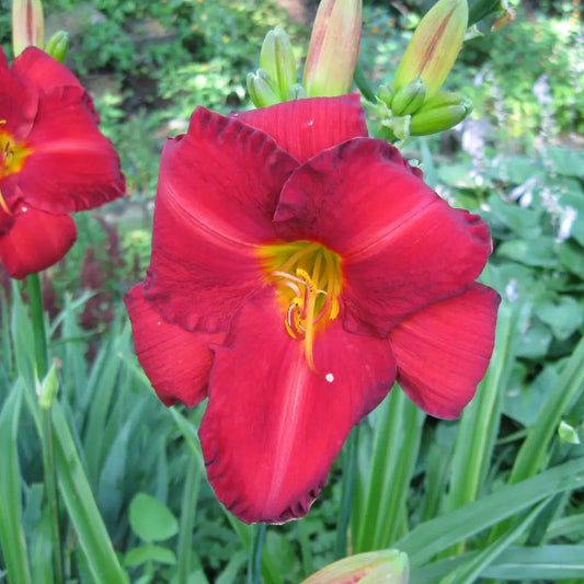 Chicago Apache Daylily 1 GALLON Perennial