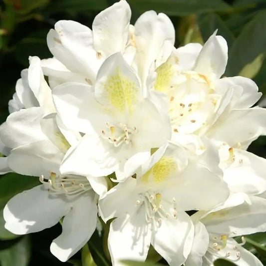 Chionoides Rhododendron Shrub
