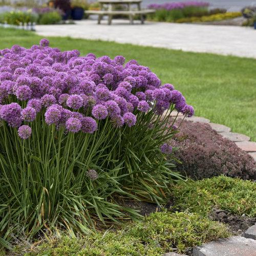 Serendipity Ornamental Onion