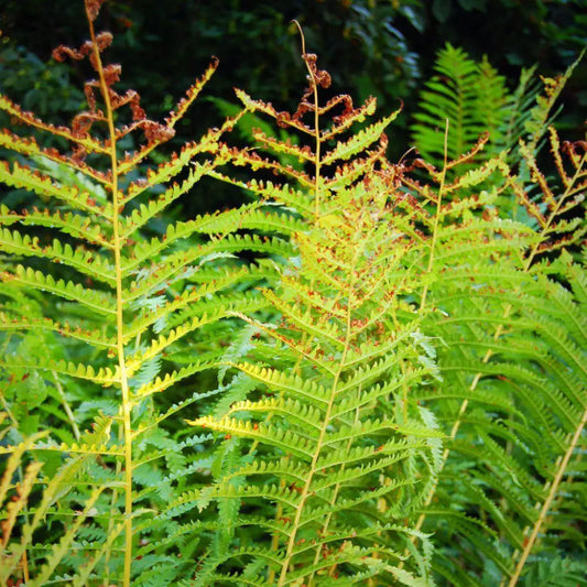 Cinnamon Fern 1 GALLON Fern