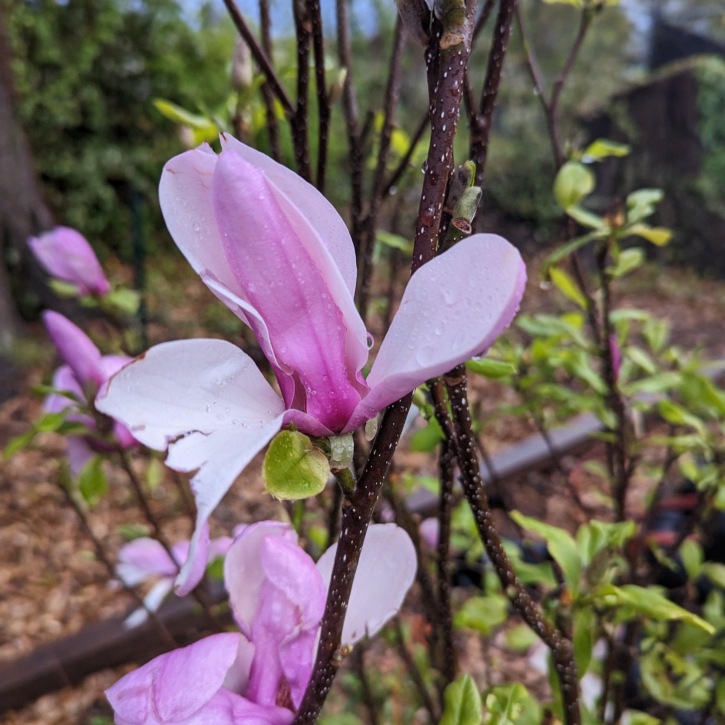 Saucer 'Jane' Magnolia