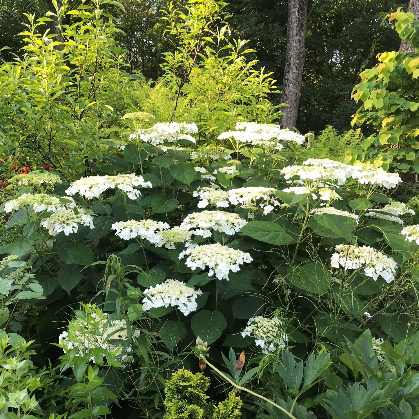 Haas' Halo Hydrangea