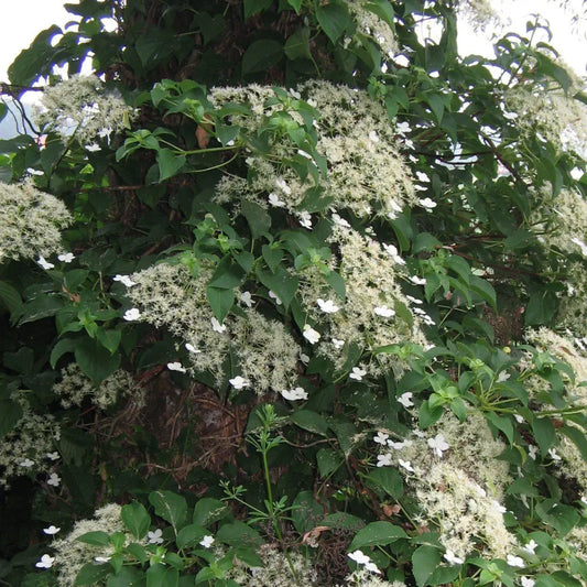 Climbing Hydrangea Vine