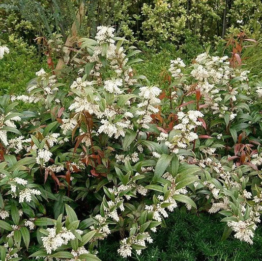 Coastal Leucothoe Shrub