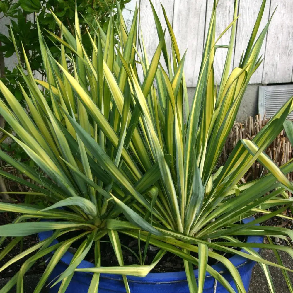Color Guard Adam’s Needle Yucca Perennial