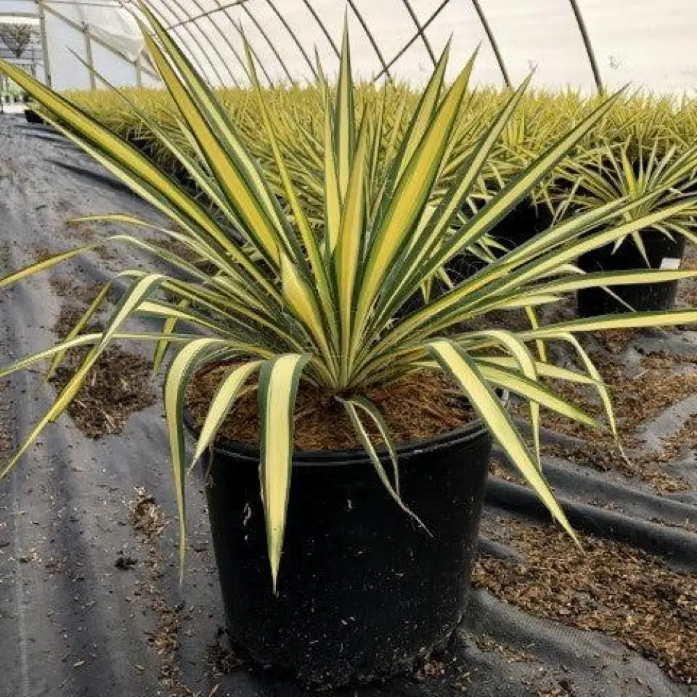 Color Guard Adam’s Needle Yucca Perennial