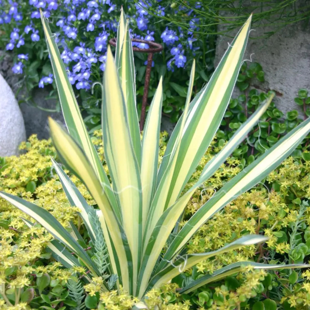 Color Guard Adam’s Needle Yucca Perennial