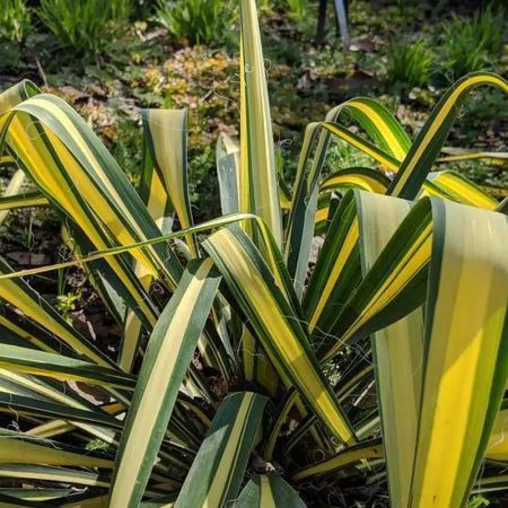 Color Guard Adam’s Needle Yucca Perennial