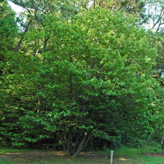 Common Pawpaw Tall Pawpaw Tree