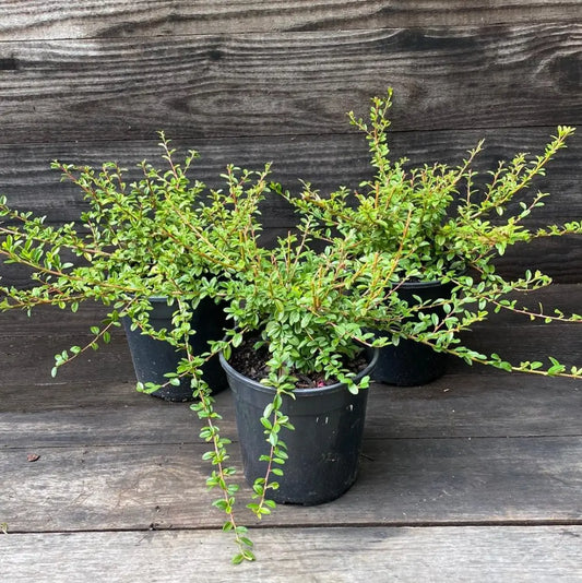 Coral Beauty Cotoneaster Shrub