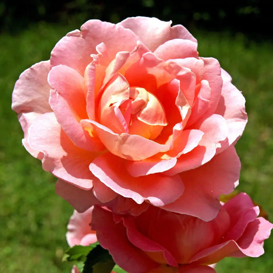 Coral Knock Out® Rose Shrub
