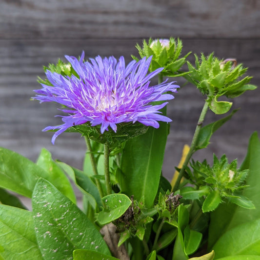 Stokesia laevis 'Peachie's Pick'  - Peachie's Pick Stoke's Aster