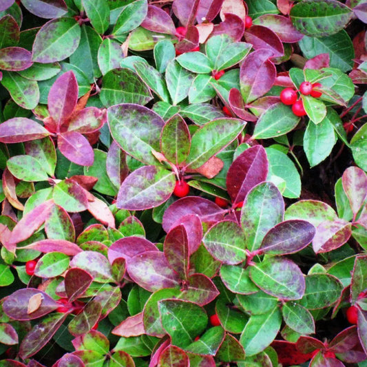 Creeping Wintergreens Eastern Tea Berry Perennial