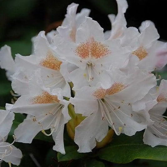 Cunningham’s White Rhododendron Shrub