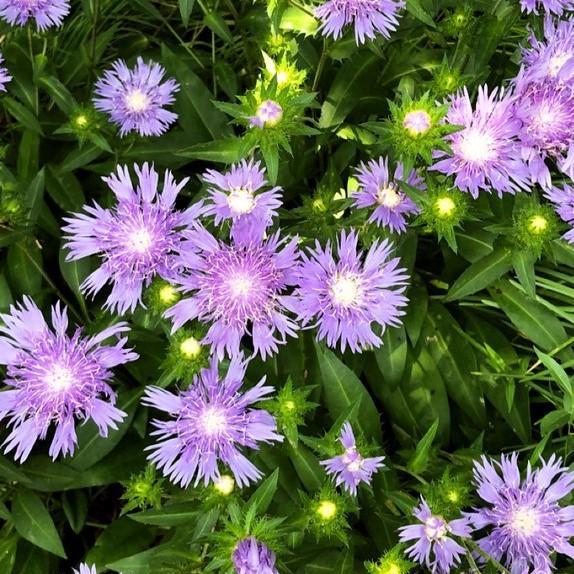 Stokesia laevis 'Peachie's Pick'  - Peachie's Pick Stoke's Aster