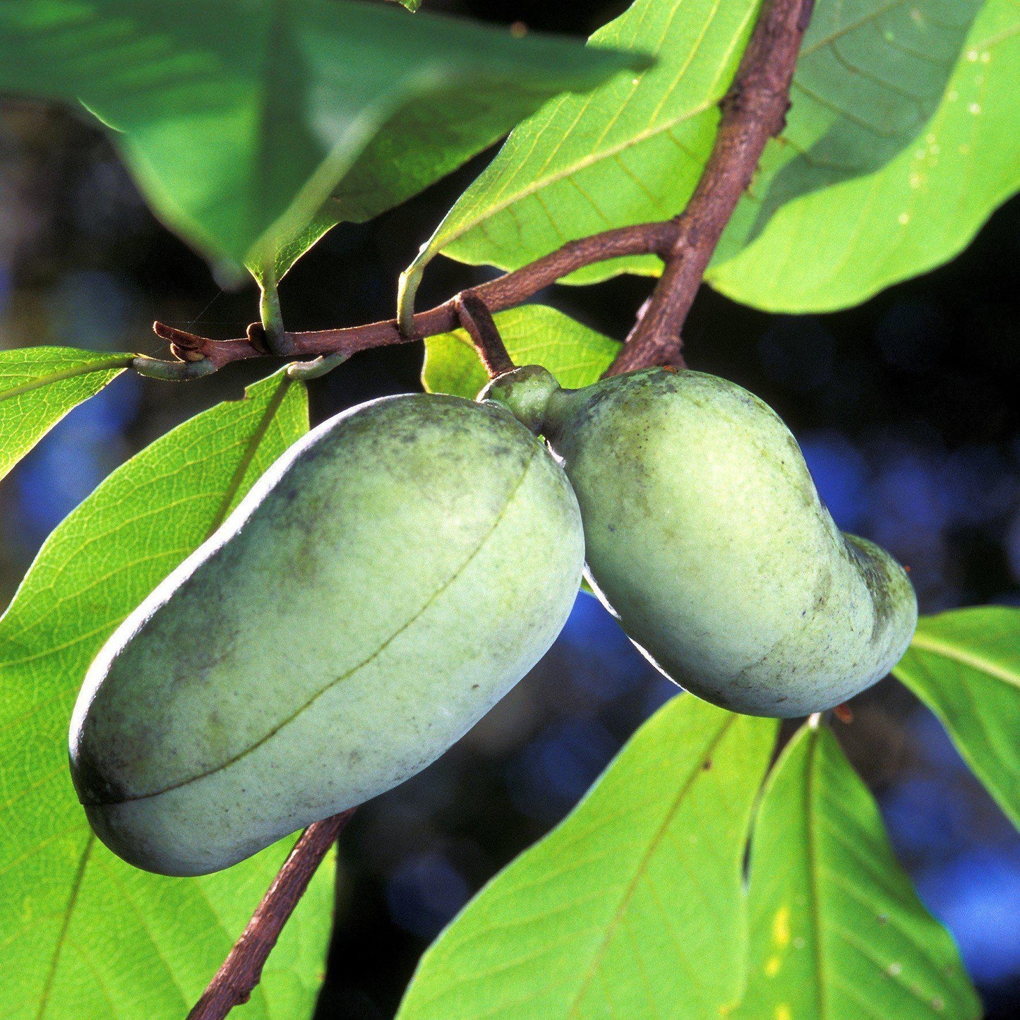 Common Pawpaw, Tall Pawpaw