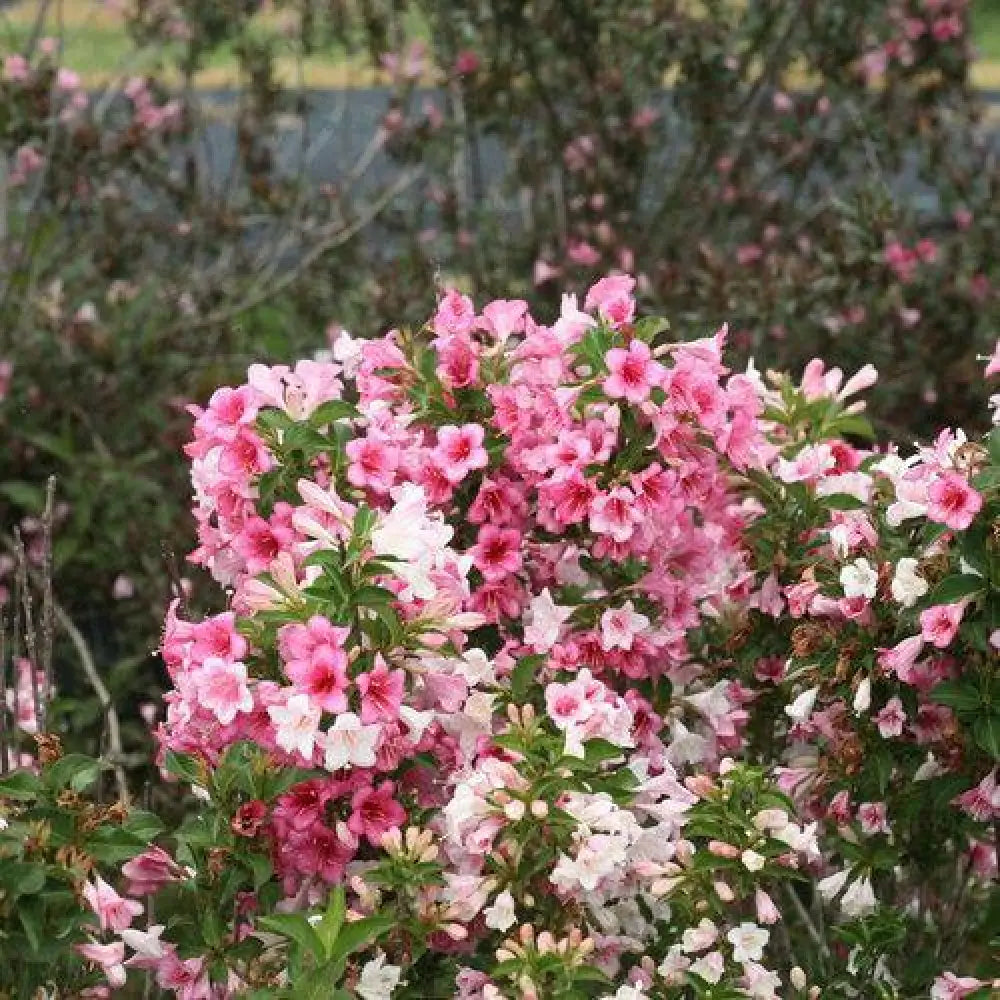 Czechmark Trilogy® Weigela 3 GALLON Shrub