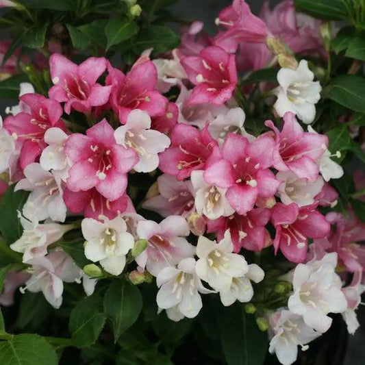 Czechmark Trilogy® Weigela 3 GALLON Shrub