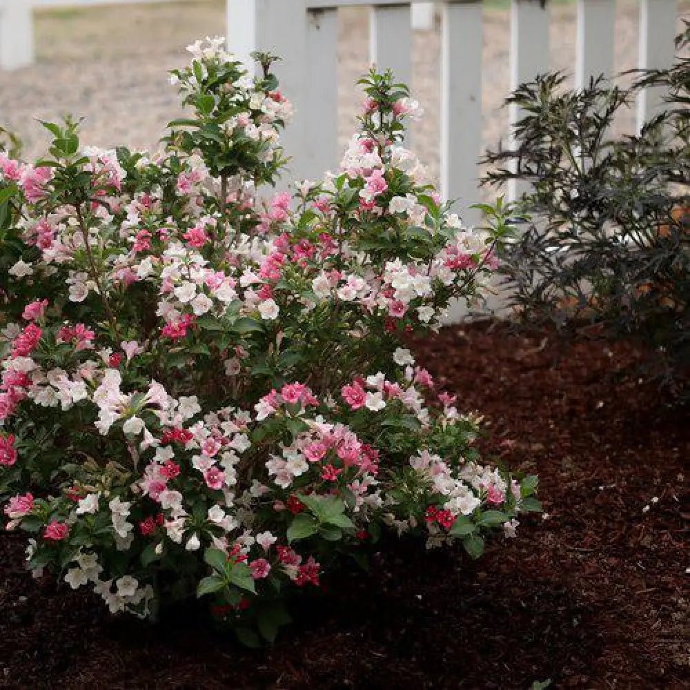 Czechmark Trilogy® Weigela 3 GALLON Shrub