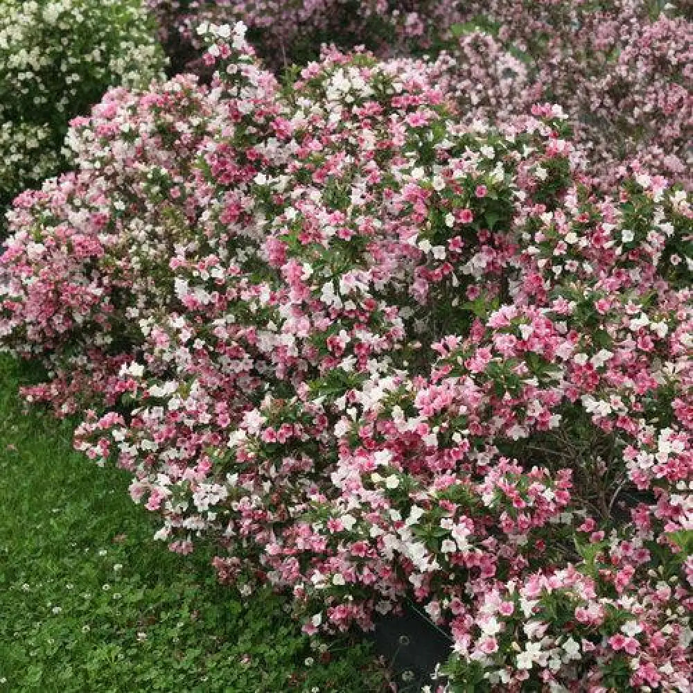 Czechmark Trilogy® Weigela 3 GALLON Shrub
