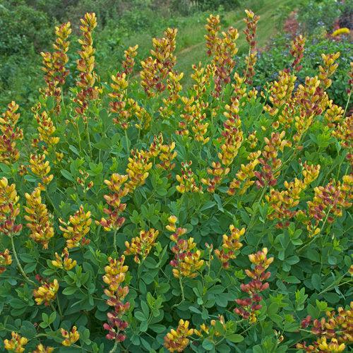 Baptisia 'Cherries Jubilee'  - Decadence® Cherries Jubilee Baptisia