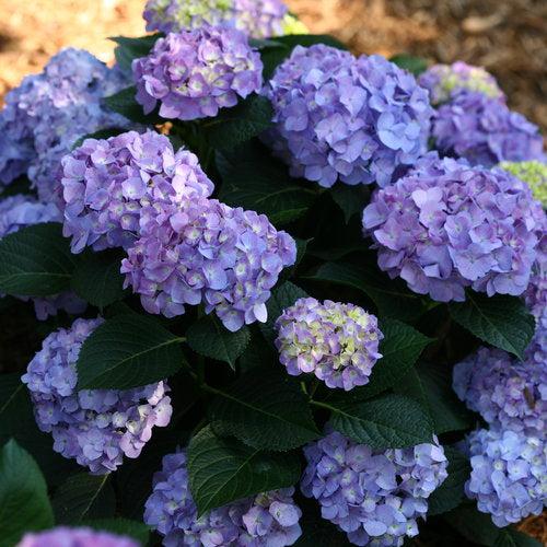 Let's Dance® Blue Jangles® Hydrangea