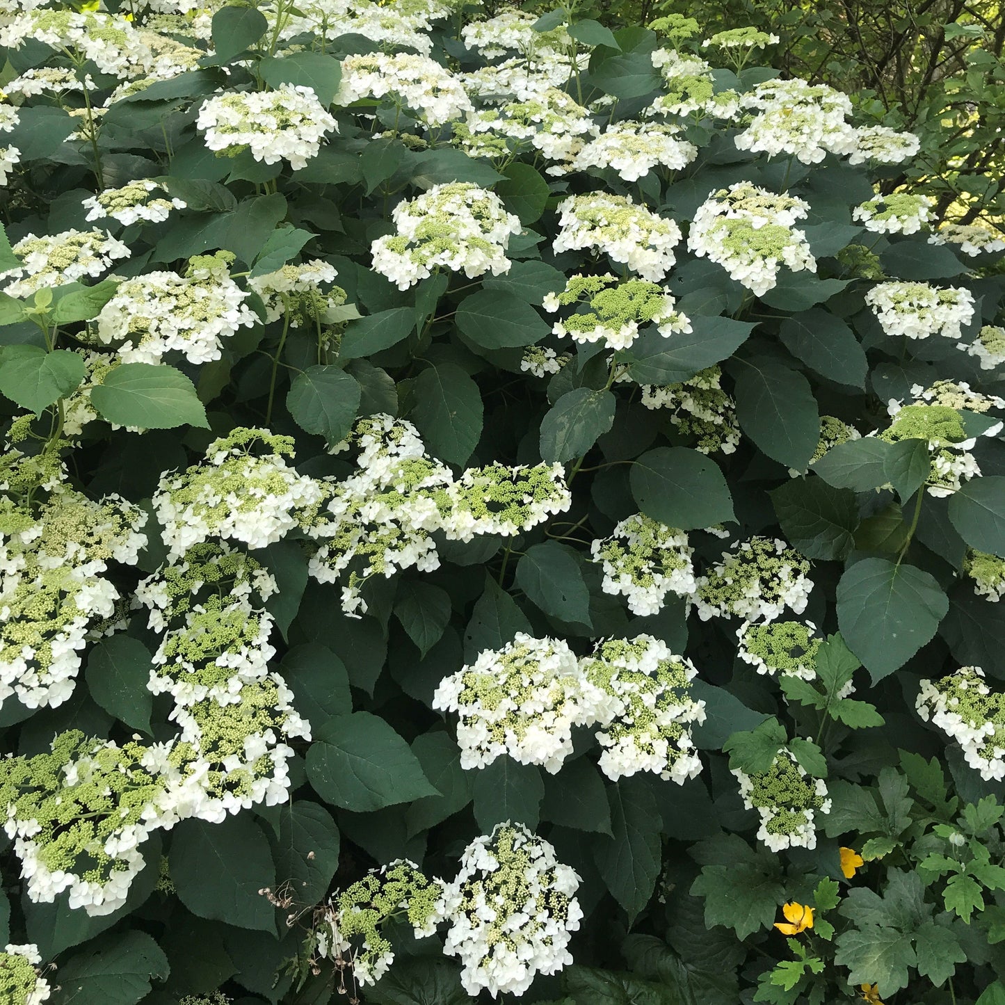 Haas' Halo Hydrangea