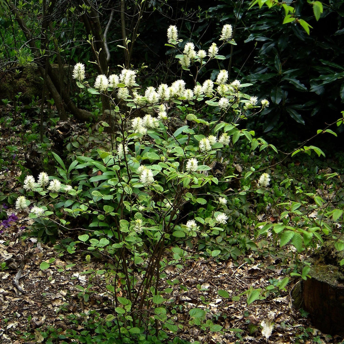 Fothergilla major  - Mountain Witch-alder, Tall Fothergilla