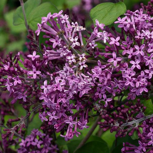 Bloomerang® Dark Purple Lilac