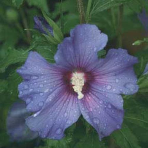 Azurri Blue Satin® Rose of Sharon