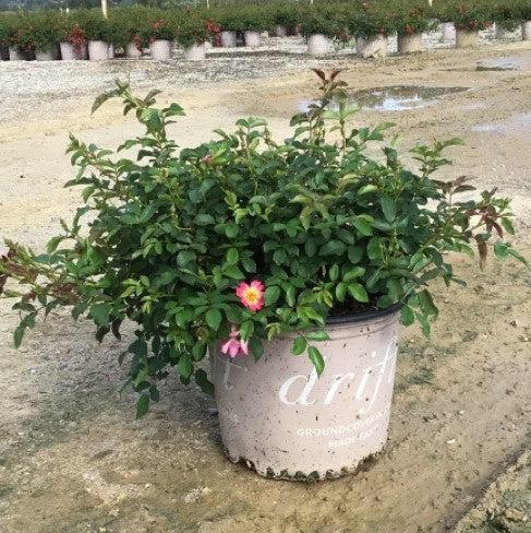 Pink Drift® Rose