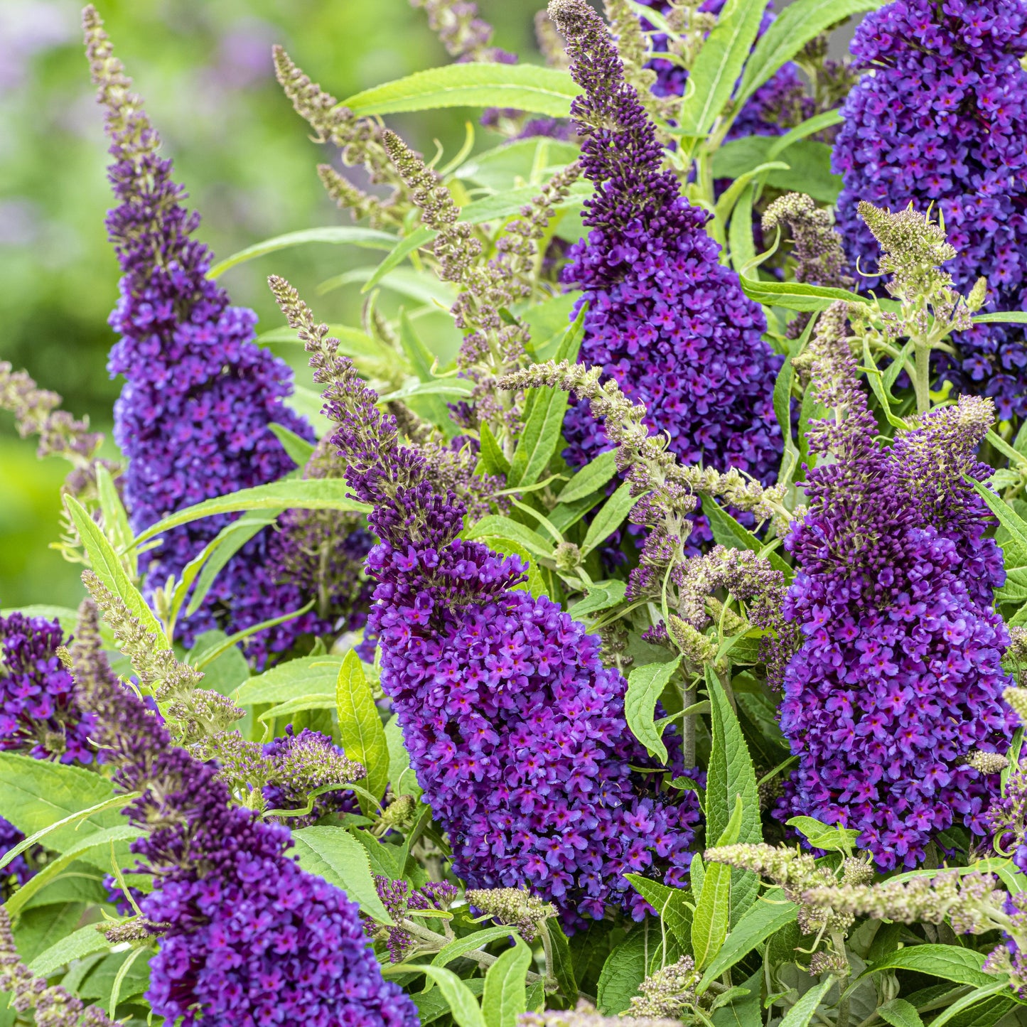 Buddleia davidii 'BotEx 001' PP34,515  - Butterfly Candy™ Li'l Grape™ Butterfly Bush