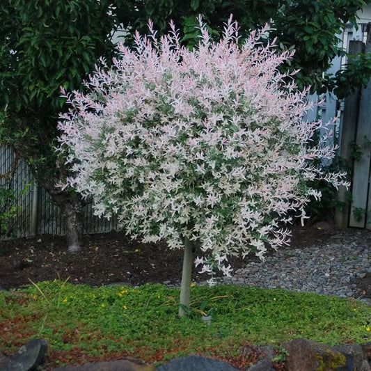 Dappled Willow Shrub